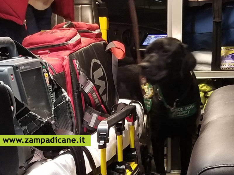 L'ambulanza per cani,  gi arrivata in alcune citt italiane