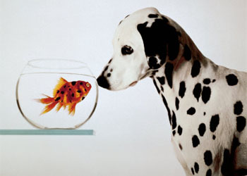 Alimentazione dei cani: il cane pu mangiare il pesce?