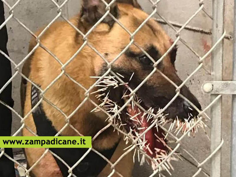 Il cane poliziotto colpito dagli aculei di un porcospino