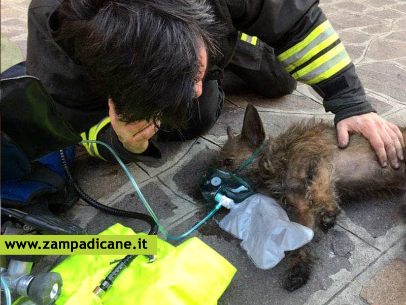 Cucciolo salvato da un incendio a Bologna