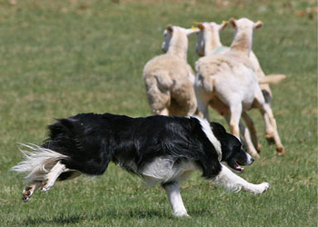 Cani pastore: ricostruito l'algoritmo che usano i cani per radunare le pecore