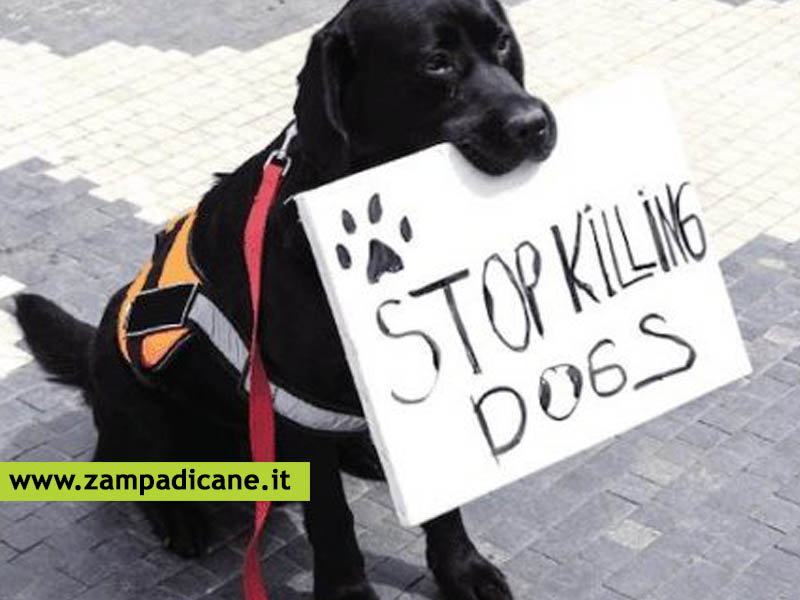 USA: sembra che gli agenti di polizia sparino ad un cane ogni 98 minuti