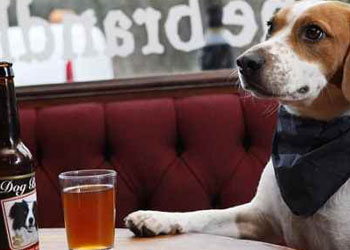 Ingresso libero per cani e gatti nei bar, ristoranti e pubblici esercizi: da oggi si pu