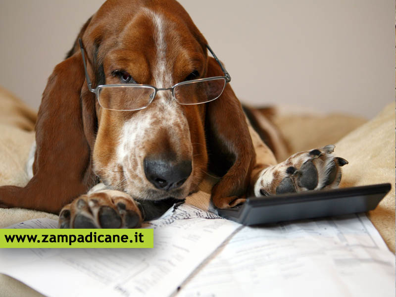 Detrazione fiscale delle spese veterinarie: cosa e quanto si pu detrarre per un cane
