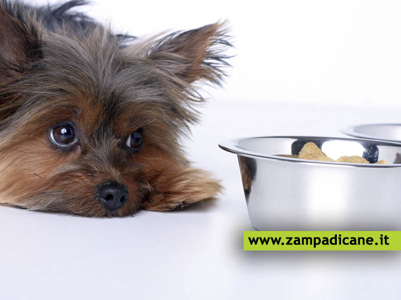 Il pasto quando il cane  malato: cosa deve mangiare il cane quanto ha queste patologie