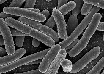 L'Escherichia coli nel cane: un batterio che risiede nellintestino