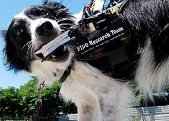 Cani iper-tecnologici: allo studio periferiche e sensori da far indossare i cani