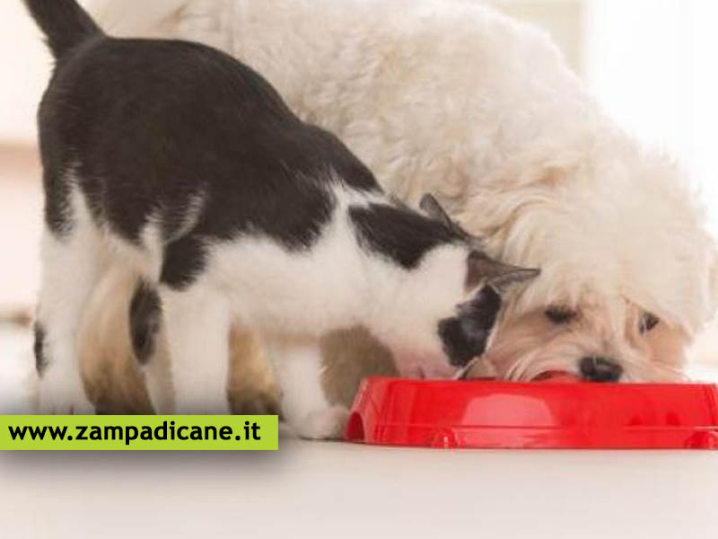 Il cane pu mangiare il cibo per gatti?
