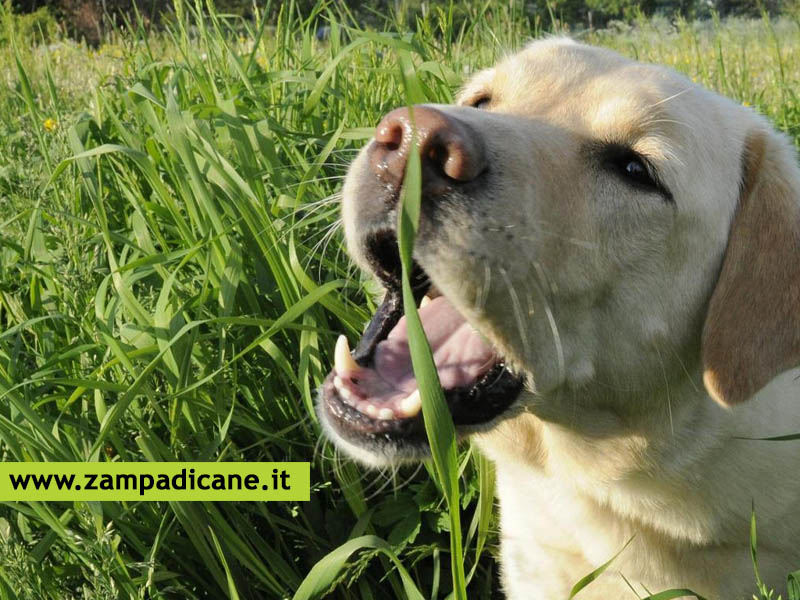 Perch i cani mangiano l'erba?