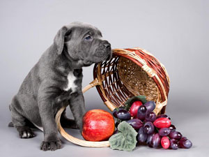 Alimenti per cani: la frutta che pu mangiare il cane