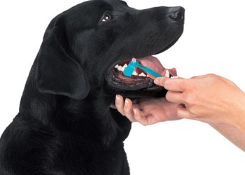 Igiene orale del cane: come e perch lavare i denti ai cani
