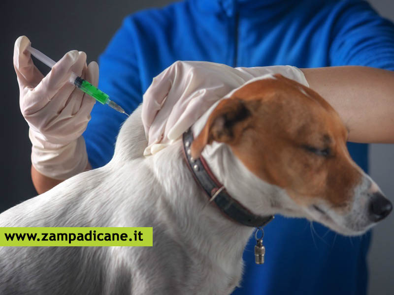Perch vaccinare il cane?