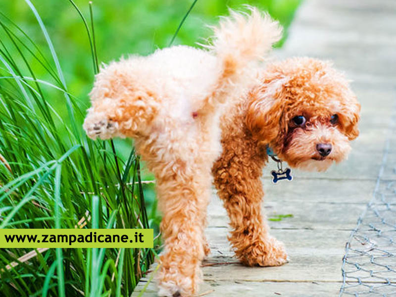 Asti: multe fino a 500 euro per chi non pulisce la pip dei propri cani