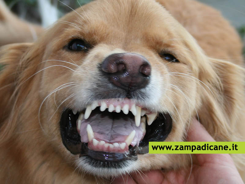 Pulizia dei denti del cane: attenzione al tartaro nei cani