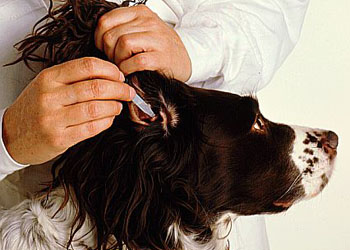 Pulire le orecchie del cane: pochi e semplici passaggi per tenerle pulite