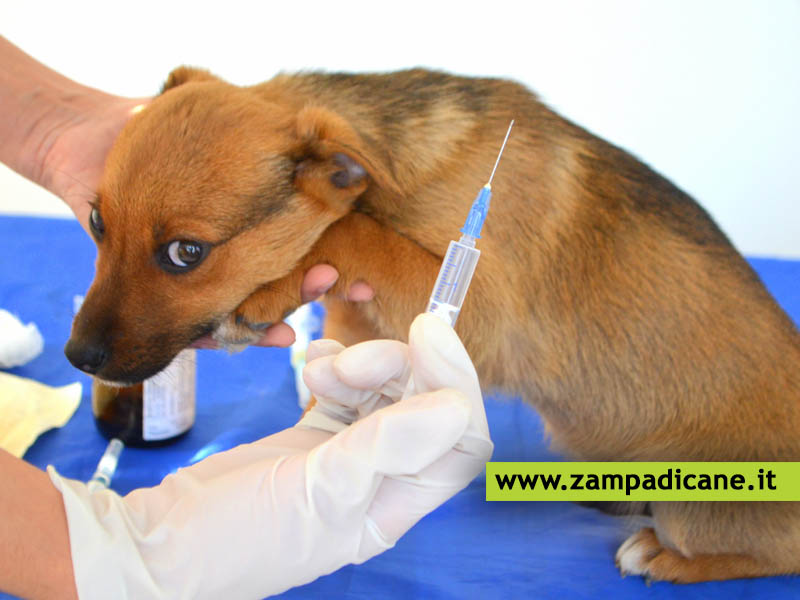Le vaccinazioni del cane, quali fare e perch