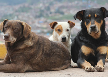 Cani randagi a Castelvetrano (TP): il Comune organizza corsi per conoserli e gestirli