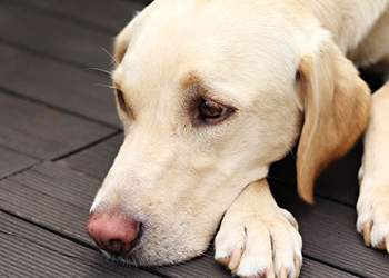 La setticemia nel cane, cosa  e come prevenirla