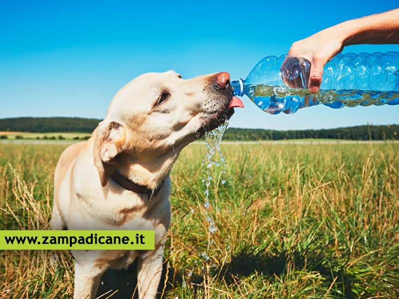 Quanta acqua deve bere un cane al giorno e quali sono i sintomi della disidratazione nel cane?
