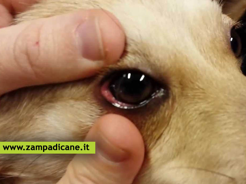 La Thelaziosi oculare nel cane, una patologia che colpisce gli occhi e la causa  dovuta a dei vermi