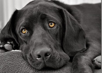 La torsione gastrica nei cani: intervenire tempestivamente per salvare il cane