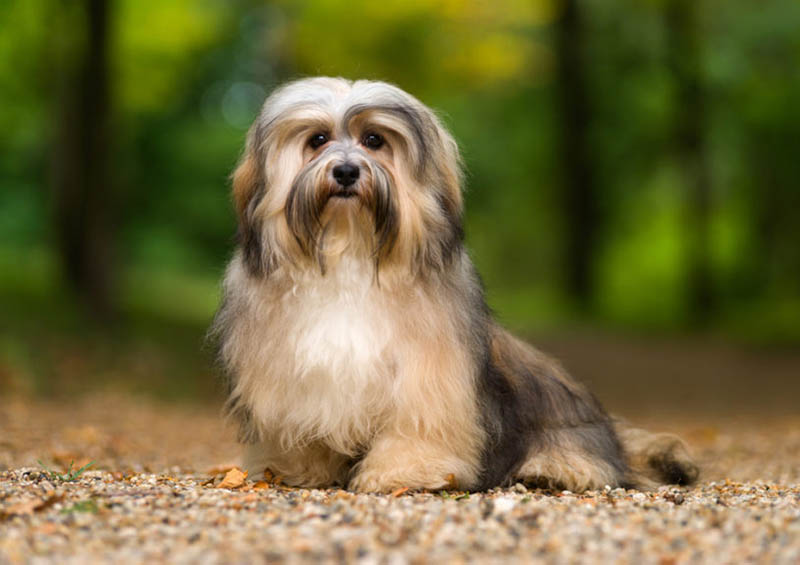 Havanese