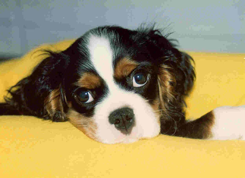 King Charles Spaniel