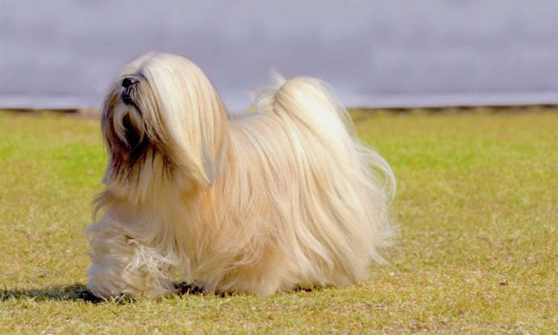 Lhasa Apso