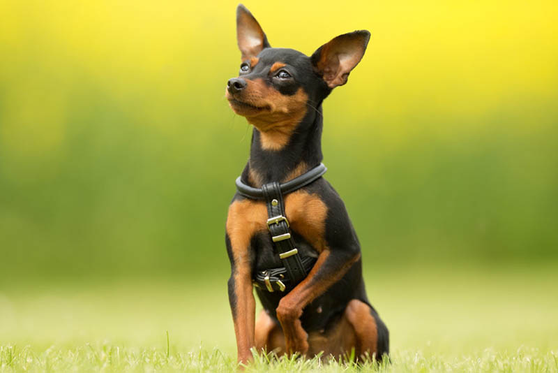 Pinscher nano