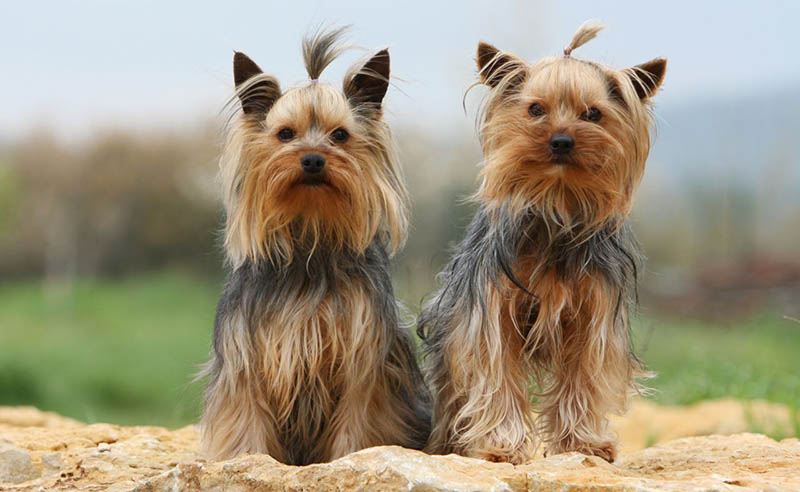 Yorkshire Terrier