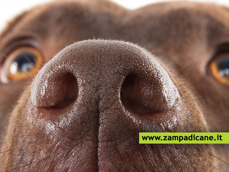 L'importanza del naso del cane e come il cane utilizza il suo tartufo