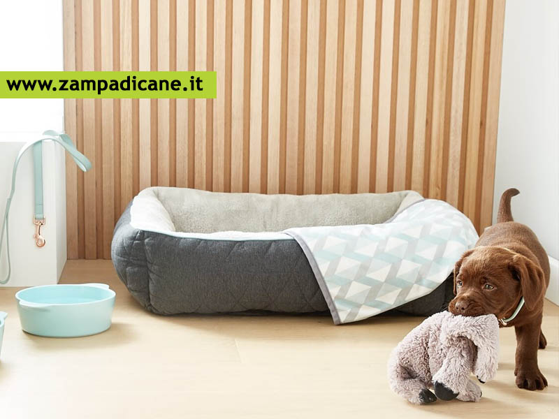 Le cose da avere quando si prende un cane