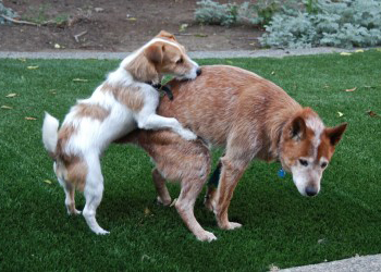 L'accoppiamento tra cani, quando si pu fare