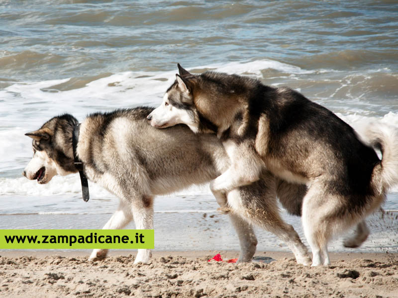 Accoppiamento tra cani, cosa fare se il cane  femmina o  maschio