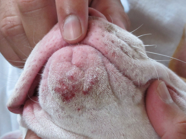 Acne canina: sintomi e cure dell'acne del cane