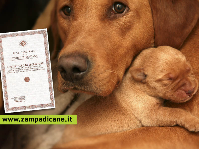 Che certificati richiedere quando si vuole comprare un cucciolo da un allevatore