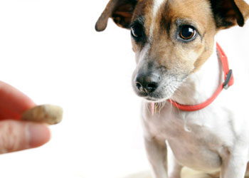 Addestrare il cane con l'uso del cibo