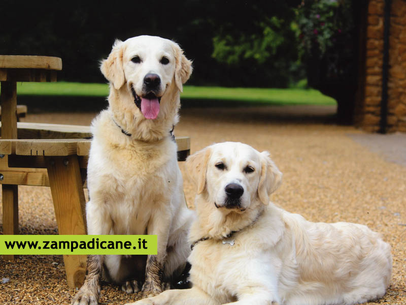 Le abitudini da dare per addestrare il cane