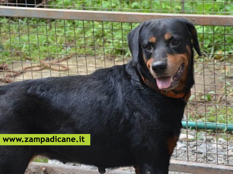 Chi adotta un cane non paga la Tari, a Maruggio (TA)