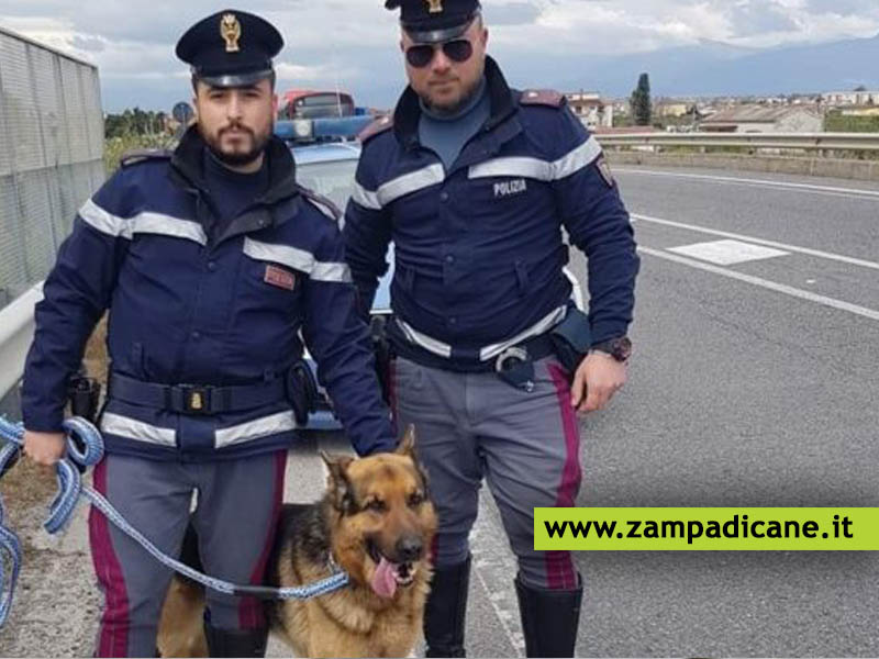 Agenti della Stradale salvano un cane