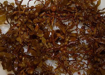 alga bruna per prevenire il tartaro nei cani
