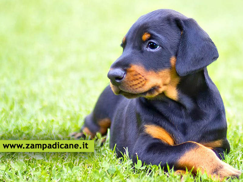 Alimenti che rendono lucido il pelo del cane