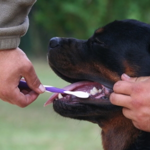 Alitosi nel cane: da cosa  dovuta