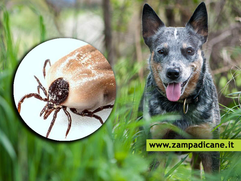 L'anaplasmosi nel cane, una malattia diffusa dalle zecche