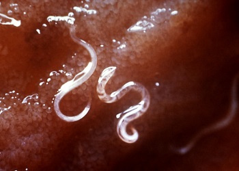 Gli ancilostomi nei cani, dei piccoli parassiti presenti nell'intestino