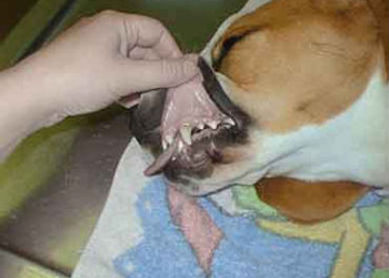 Anemia nel cane: carenza di globuli rossi