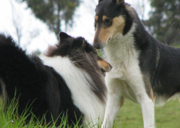 L'anomalia dell'occhio del collie, Cea, una patologia specifica di questa razza