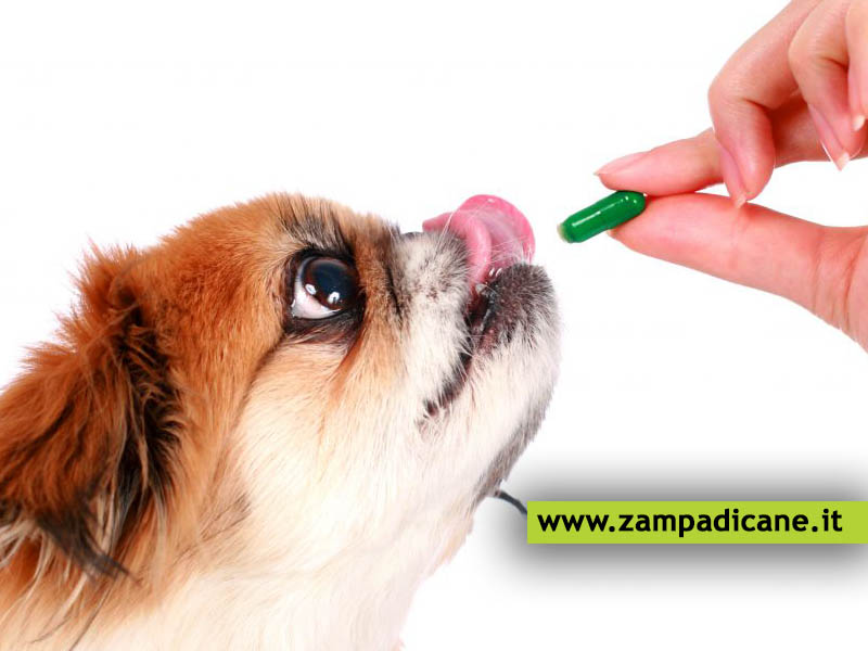 Farmaci per animali: steroidi e antibiotici per il cane, vantaggi e svantaggi