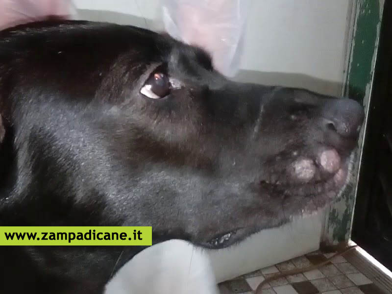 Griseofulvina per cani: un farmaco per cani antifungineo