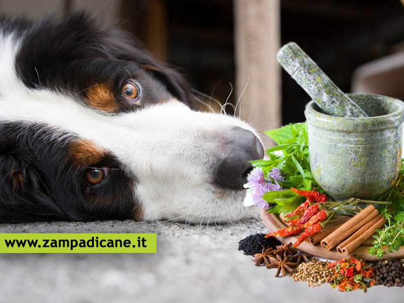 Antinfiammatori naturali per il cane, come alleviare il dolore al cane senza farmaci